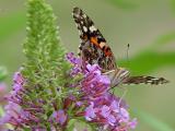 DSC04980.JPG