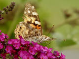 DSC05006.JPG