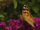 DSC05009.JPG