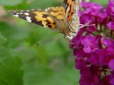 DSC05076.JPG