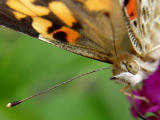DSC05076_crop.JPG