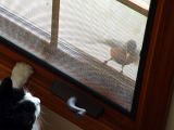 April 19, 2006<br><font size=2>Catbird</font>