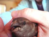 May 4, 2006<br><font size=2>Another Bird in the Hand</font>
