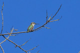 DSC_4779-copy.jpg