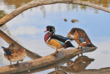 DSC_4983.jpg