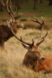 Stag portrait - Richmond park