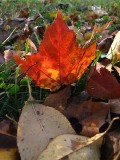 Red Leaf  ~ October 30th