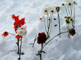 Winter Garden ~ January 17th