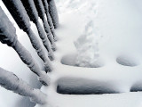A Beautiful Sight ~ January 27th