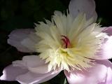 June 12th ~ Pink Peonie