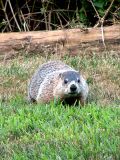 Whistlepig ~ August 9th