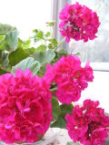 flowers at mom  dads 069.jpg