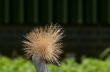 Crowned Crane