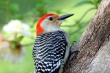 Red-bellied Woodpecker