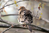Mourning Dove