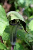 Jack-in-the-Pulpit