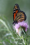 Monarch on Thistle