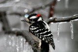 Downy Woodpecker