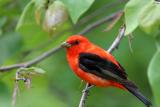 Scarlet Tanager