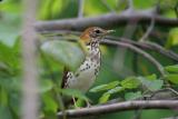 Wood Thrush