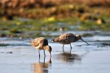 Godwits-1.tif