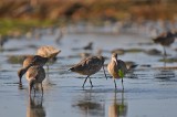 godwits-3.tif