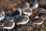 Least-sandpipers-2.jpg