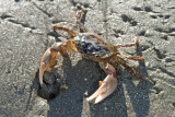 Green Shore Crab-2.jpg