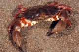 Brown Rock Crab, Cancer antennarius-1