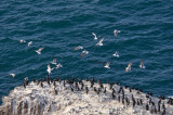 Chap. 10-5, Cormorants/Gulls, Anacapa