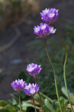 Anacapa Dichelostemma capitatum.jpg