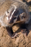 4-063-08 Badger