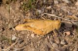 Grasshopper