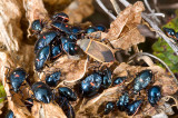 Largus californicus, Margined Plant Bug nymphs and adult