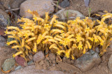 Orobanche fasciculata, Broom-rape