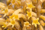 Orobanche fasciculata, Broom-rape
