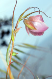 Calochortus alba, Fairy Lantern