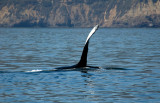 Chap. 3-2, Humpback Whale