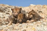 Wolf Puppies