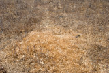 Chap. 7 Pt. II-32, Kangaroo Rat granary