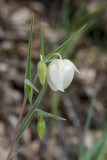 Calochortus albus; Fairy Lantern; Globe Lily