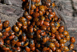 Chap. 9-21, Hibernating Ladybird Beetles