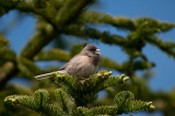 Dark-eyed-Junco.jpg