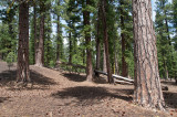 Jeffrey-Pine-2.jpg