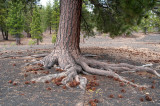 shallow root system of Jeffrey Pine