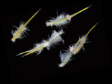 Mono Lake Fairy Shrimp