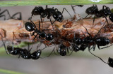 Ants tending aphids, Lassen N.P.