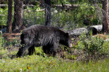 Chap. 8-28, Black Bear