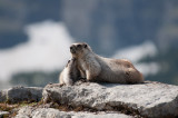 Hoary Marmot mother & pup, Glacier N.P.