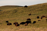 Bison herd, Wind Cave, S.D.